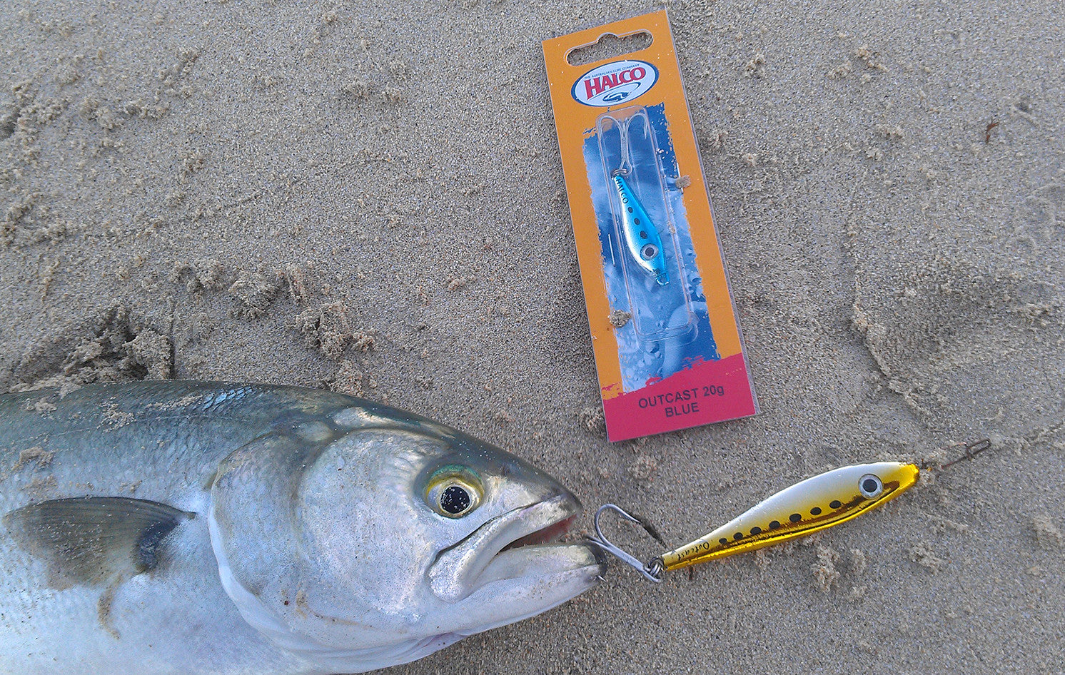 Tailor Fishing Guide – Halco Lures