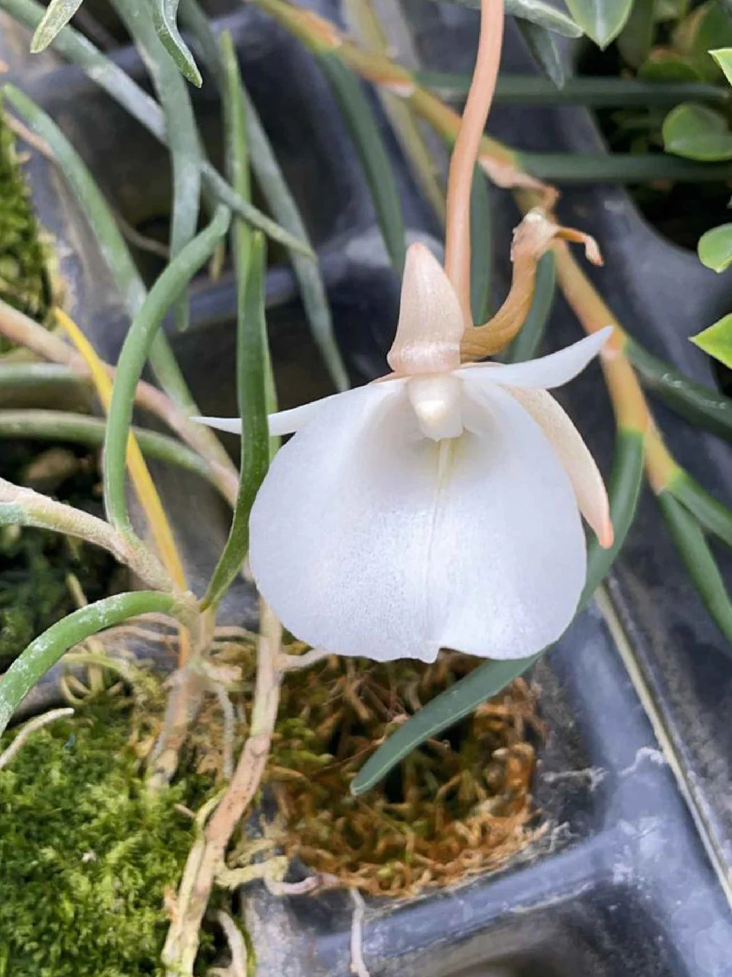 Angraecum pseudofilicornu