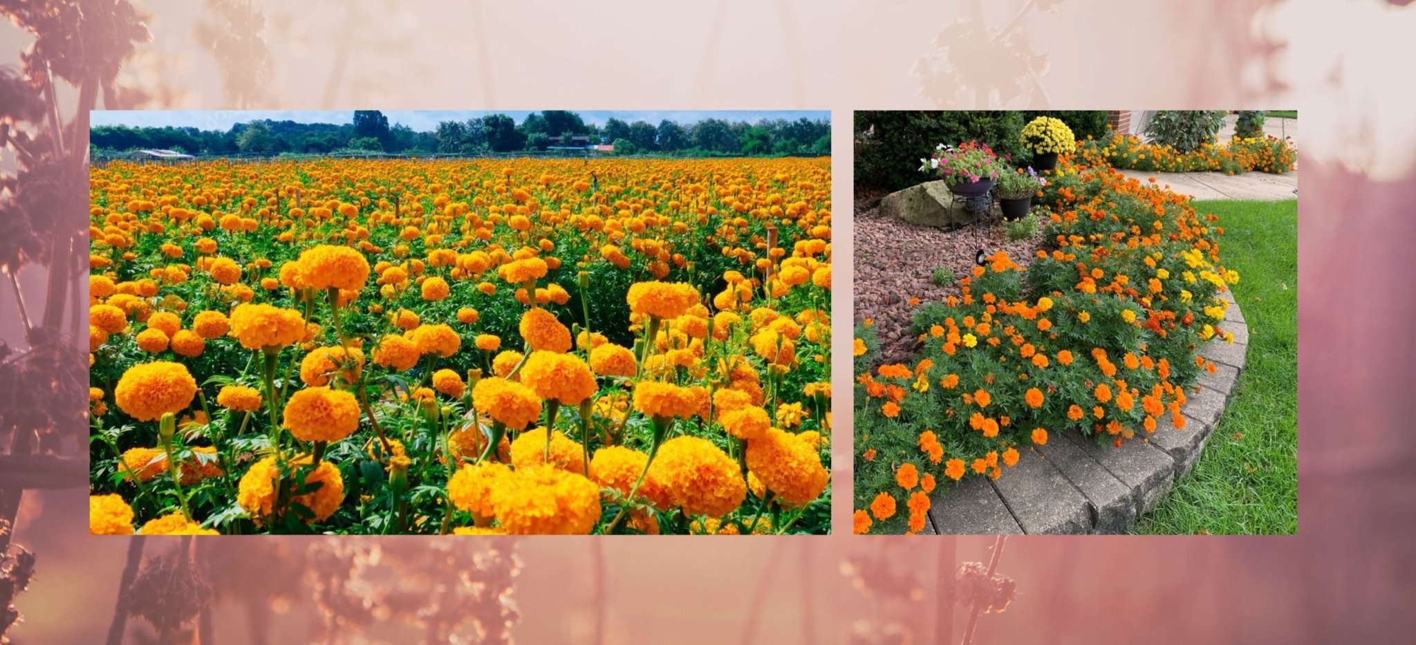 Calendula | Marigold Flower Seed Collection | WorldStore247 – World Store  247