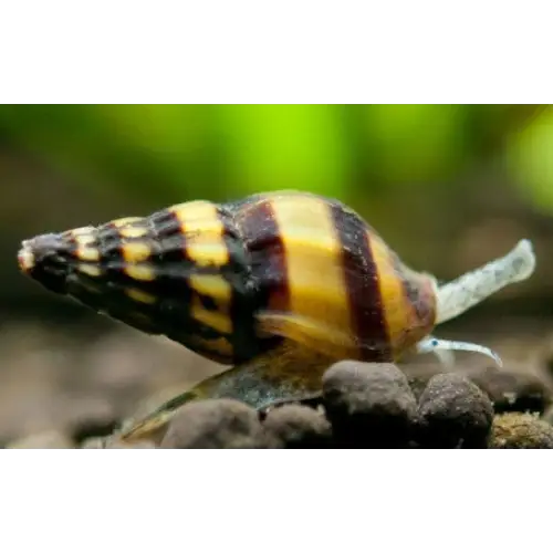 Topick Aquarium - Red Ramshorn Snail