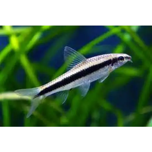 Siamese algae store eater care