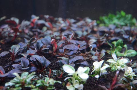 What is Bucephalandra? How to Choose Bucephalandra?