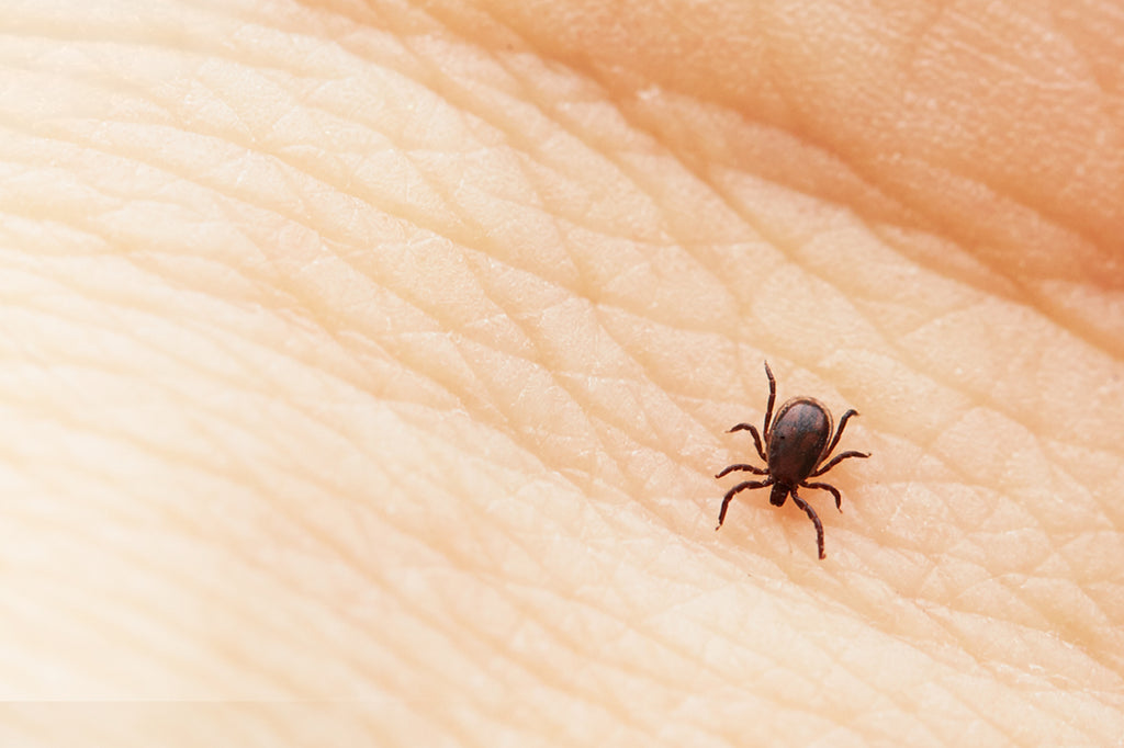 Tick Bites Can Make Us Sick. Protect Yourself with Peekay’s