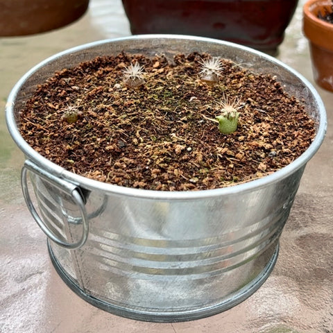 raising cactus from seed