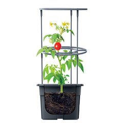 Tomato Grower Step 4