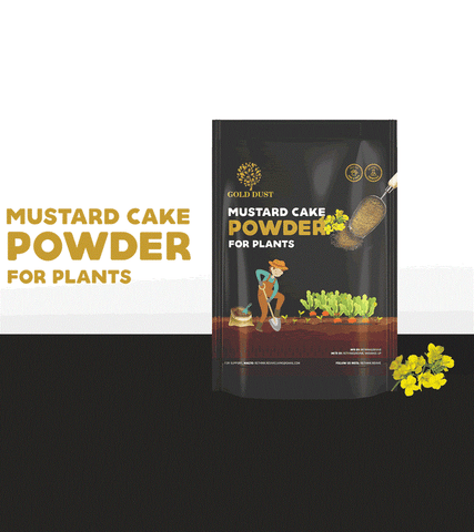 mustard cake powder