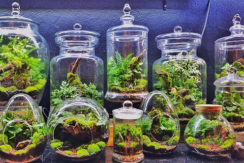 terrarium plants