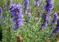 Hyssop Leaf