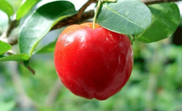 Acerola