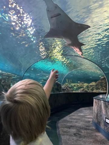 back of blond headed boy's head with hand extended and pointing as a shark above him in an aquarium
