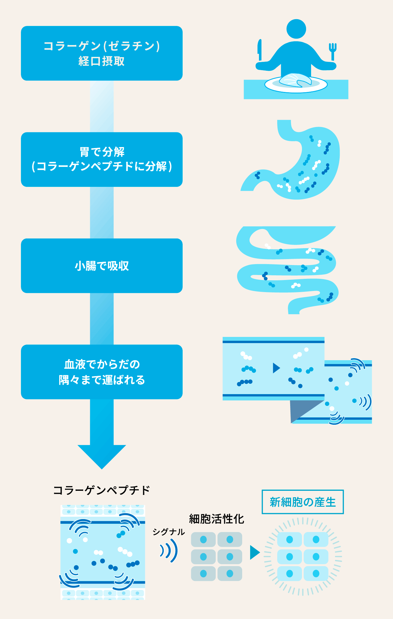 コラーゲンの消化吸収とコラーゲン合成についてのイラスト