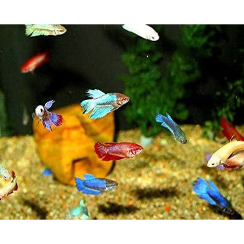 Aquarium Accessories at Rs 100/piece, Aquarium Accessories in Pune