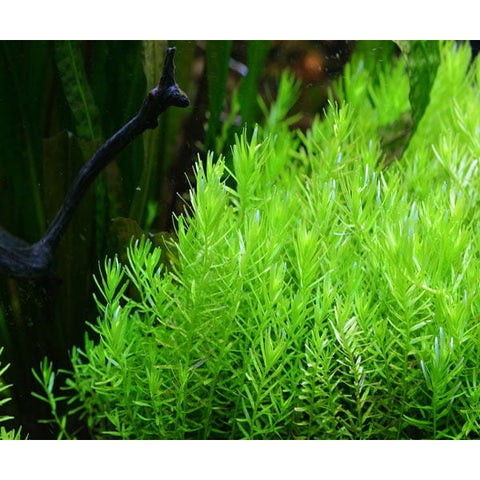 Rotala Green Mint