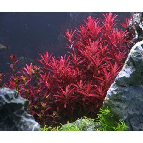 Rotala Rotundifolia Twilght A