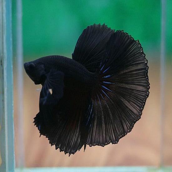 full betta fish