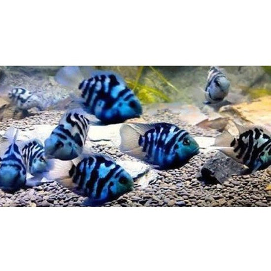 polar blue parrot cichlid for sale