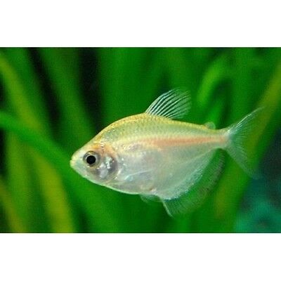 White widow Skirt Tetra