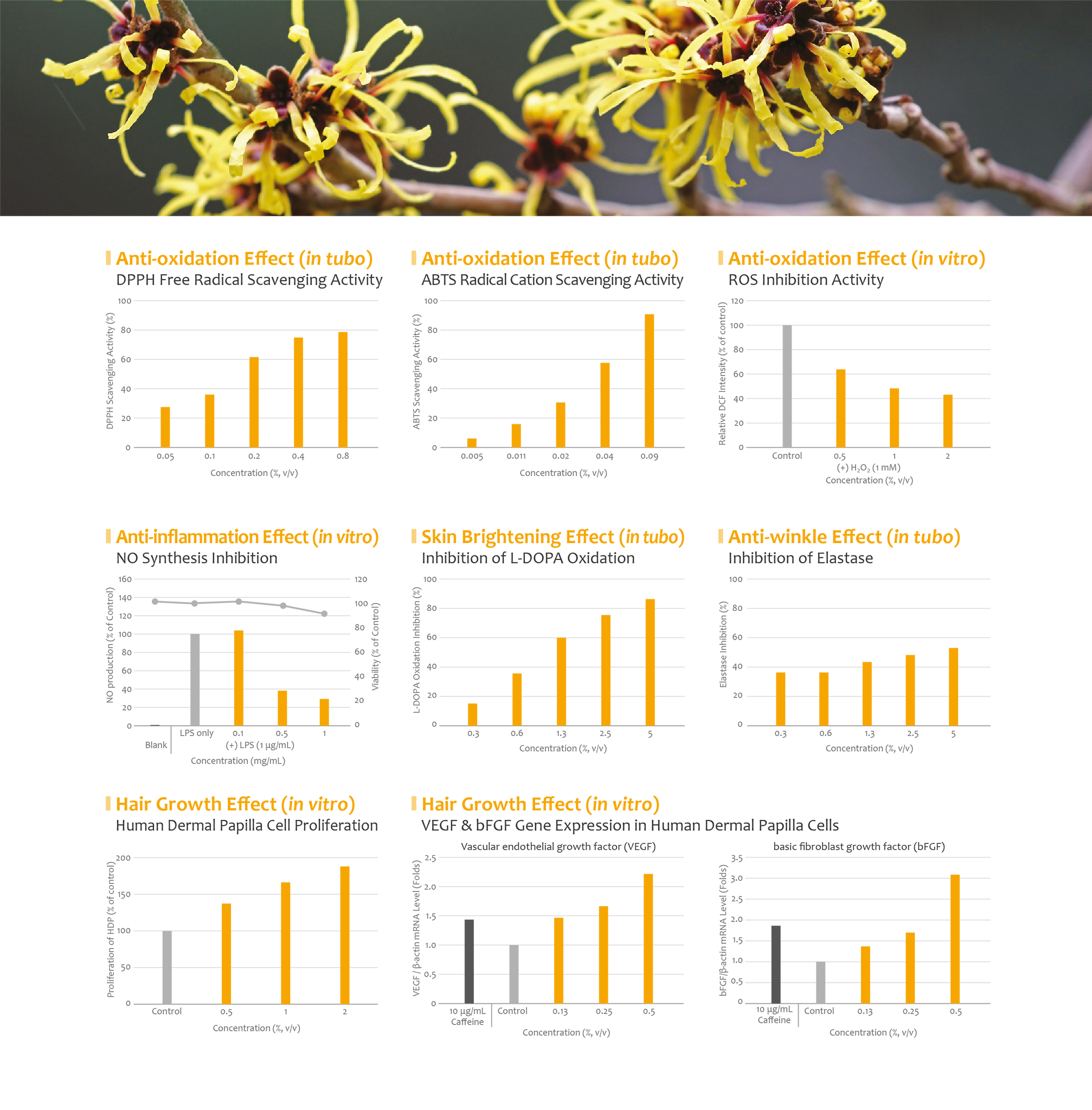 witch hazel efficacy