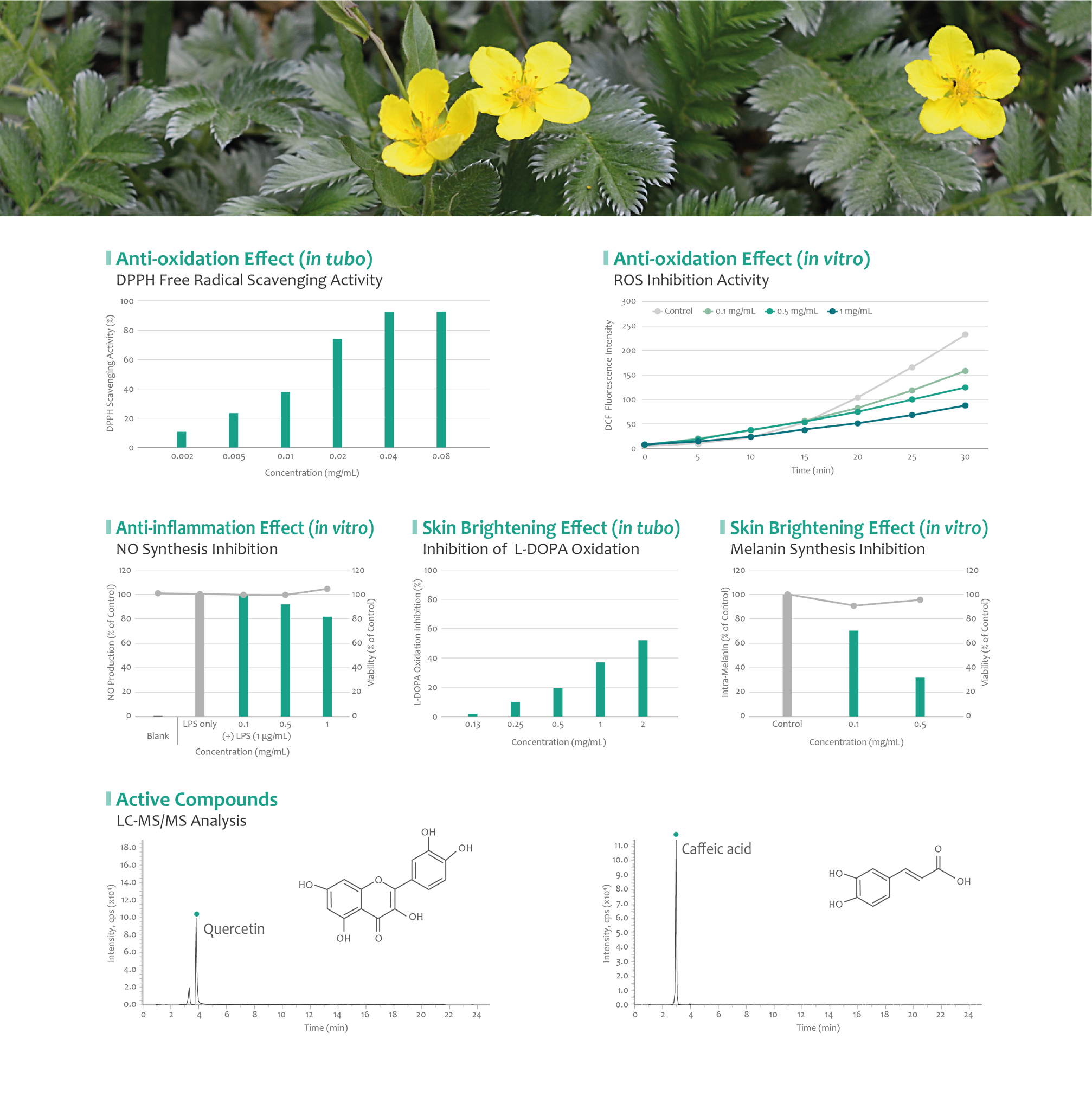 Silverweed benefits of skin