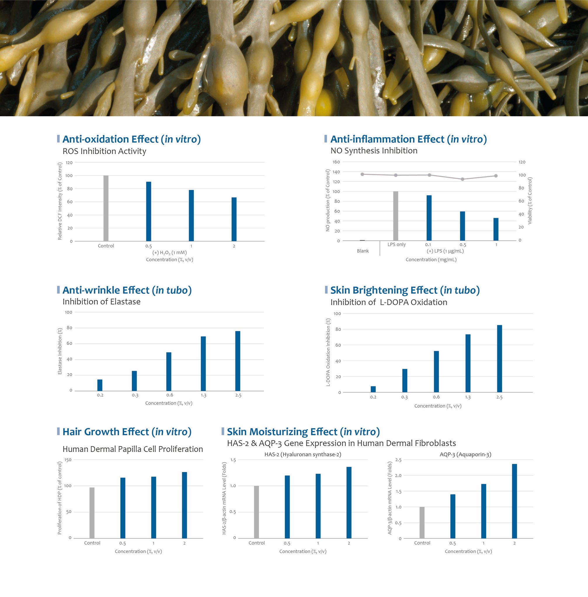 eggwrack seaweed efficacy