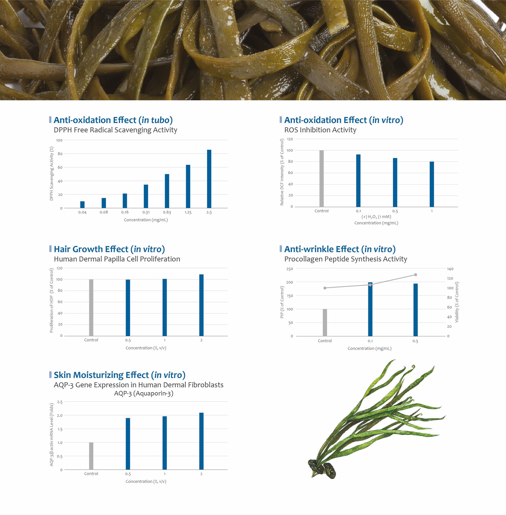 sea spaghetti seaweed efficacy
