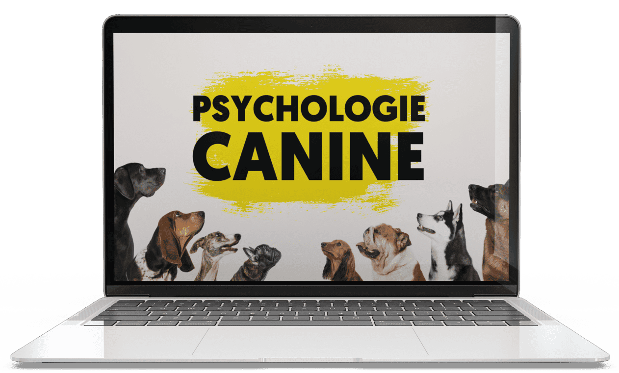 Psychologie-canine.png__PID:82a0236b-19de-456d-8600-f3e2977e1fe5