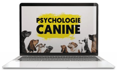 Psychologie-canine.png__PID:82a0236b-19de-456d-8600-f3e2977e1fe5