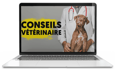 conseils-veto.png__PID:f2cd8ec6-984e-452d-84b4-dbed150de639