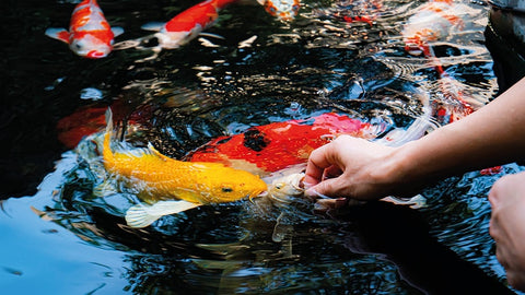 Réalisation d'un bassin