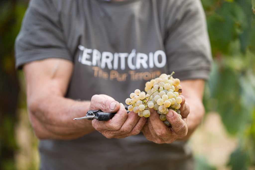 struguri albi vinho verde