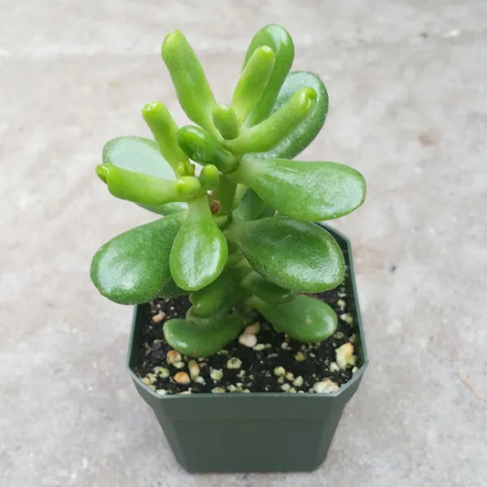 Jade Pant - Green Blossom