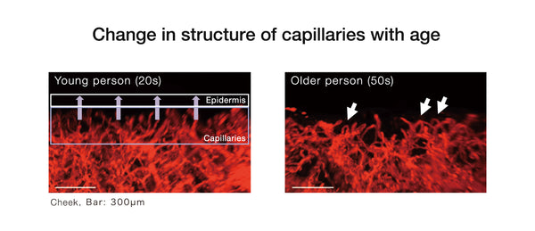 A visual representation of a blood vessel in younger vs. older skin, showing the difference in blood flow and vessel robustness.