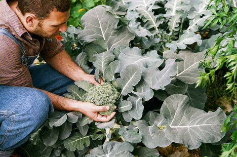 Man harvesting broccoli