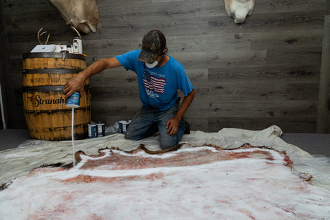 Salting Elk Hide