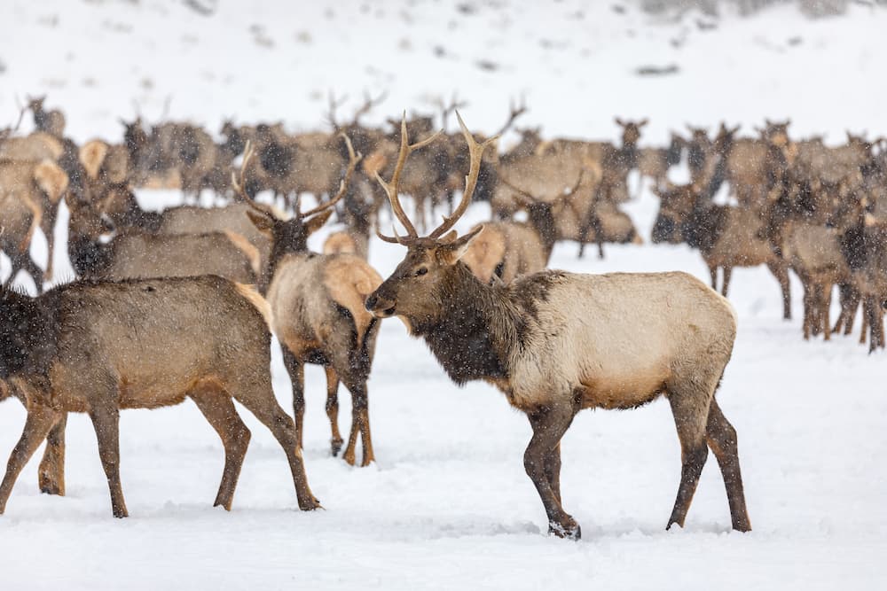 elk herd