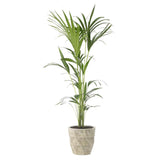 Kentia Palm Plant - Grace & Thorn - Do Shop