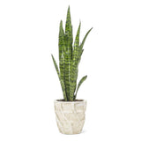 Sansevieria Plant - Grace & Thorn - Do Shop