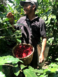 Honduras Coffee Worker