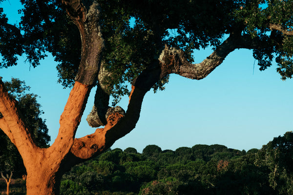 A cork oak tree in Portugal