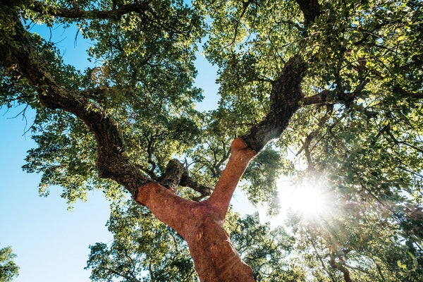 Sunshine coming through cork oak tree