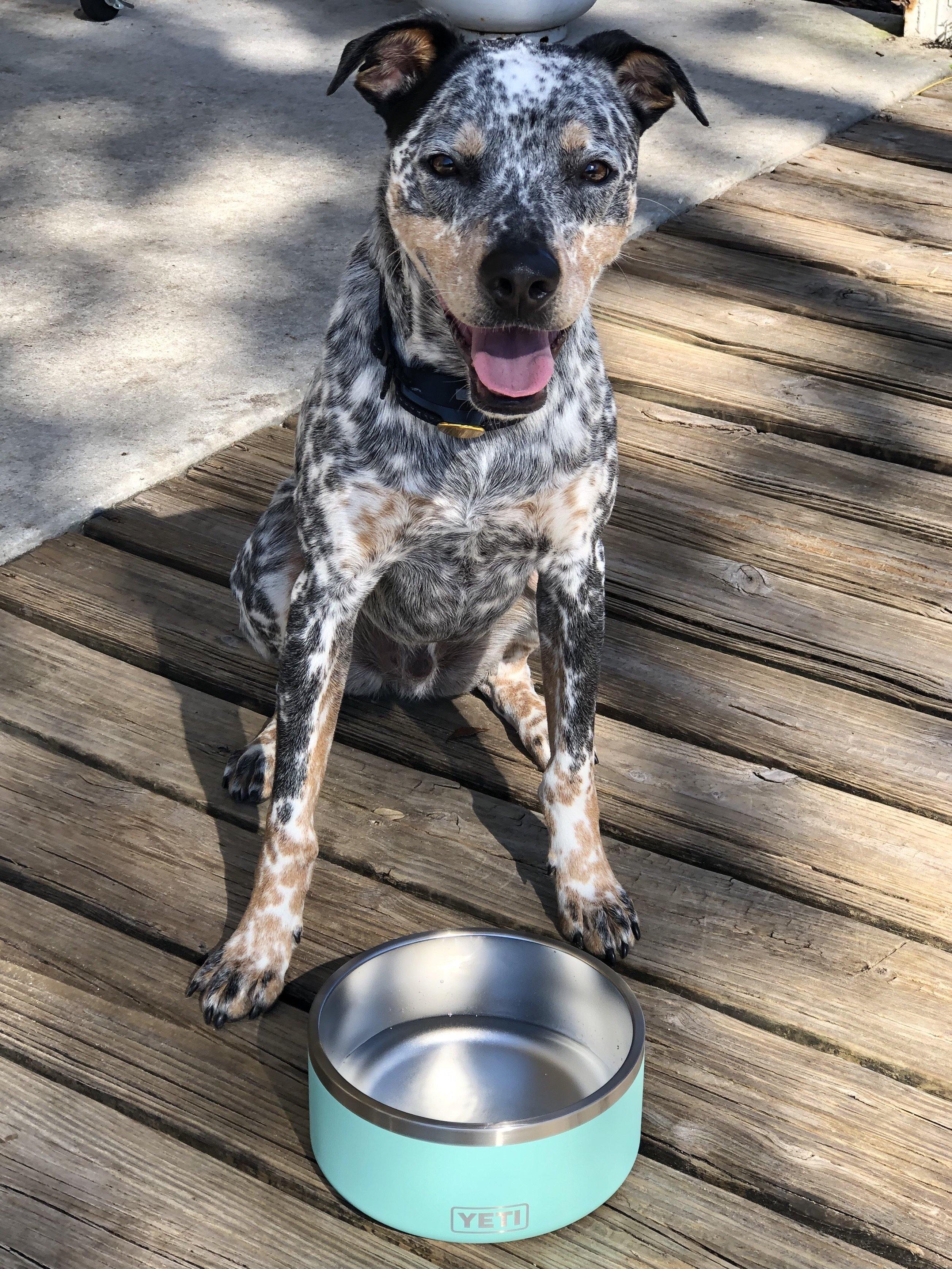 yeti dog bowl