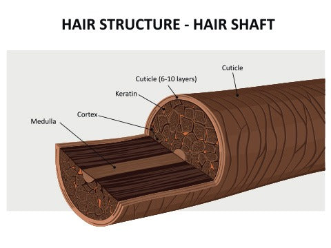 Hair Structure