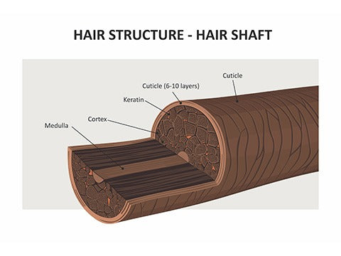 Hair Structure