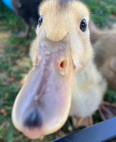 Ducklings are perhaps the cutest of the bunch