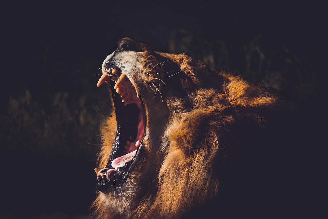 Lejonets Tänder Fakta