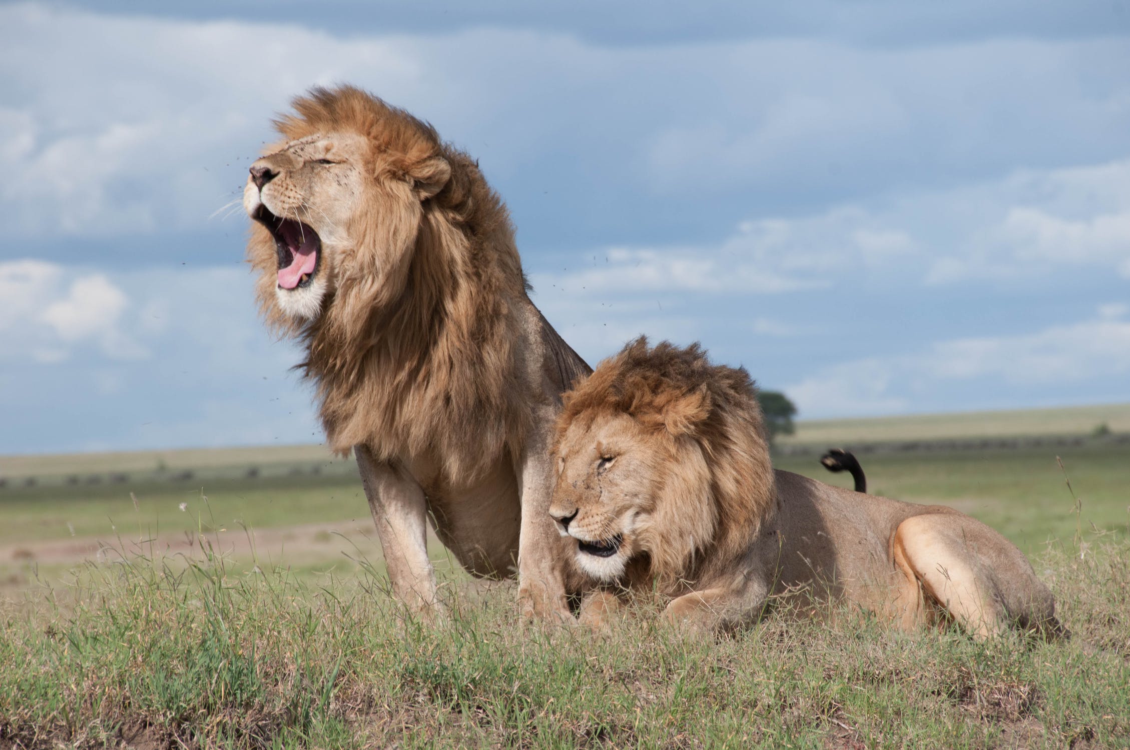 Lejon Mot Tiger