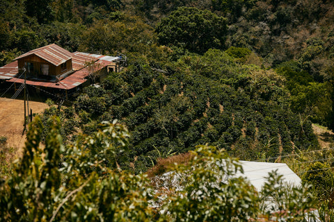 Roble Negro farm in Costa Rica