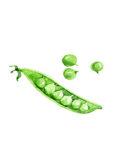 Pea Sprouts