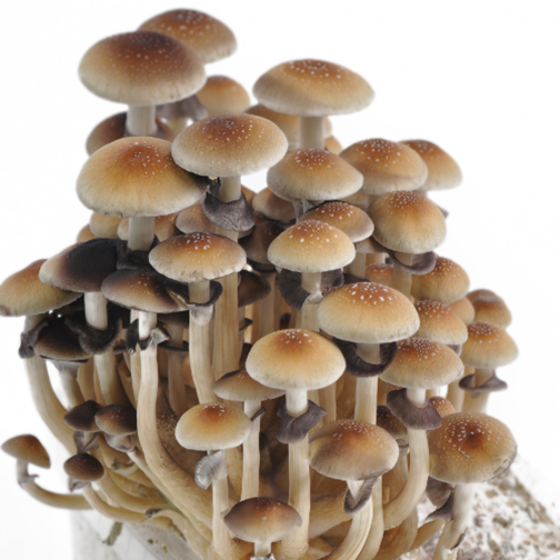 Golden Teacher Mushrooms - Psychedelic Magic Mushroom Strain