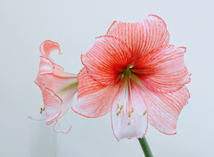 Bloemen om te steunen - Amaryllis